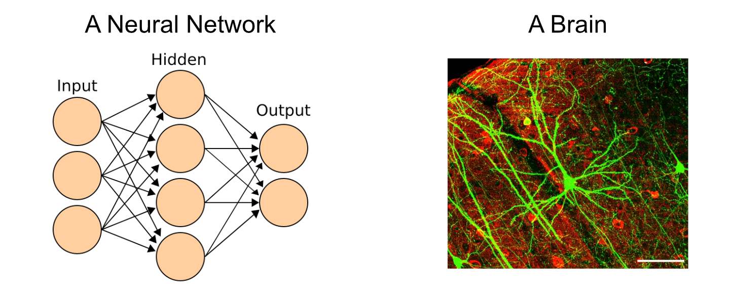 A neural network left vs the brain right. src1 src2